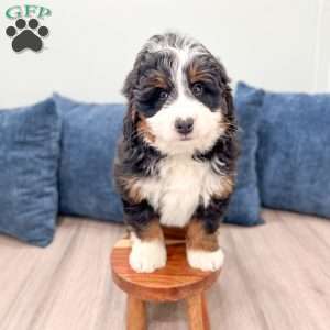 Rolex, Mini Bernedoodle Puppy