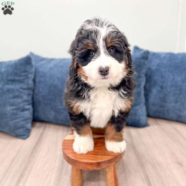 Rolex, Mini Bernedoodle Puppy