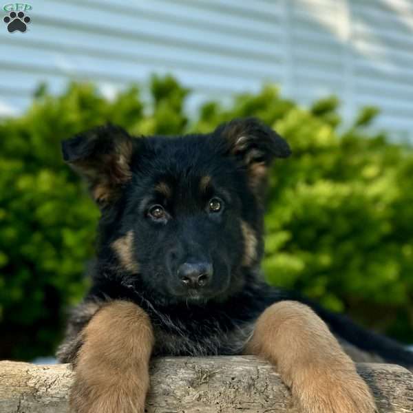 Nikita, German Shepherd Puppy