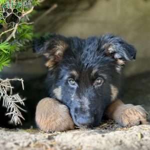 Nikita, German Shepherd Puppy