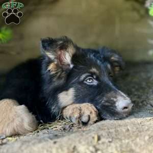 Nikita, German Shepherd Puppy