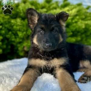 Nova, German Shepherd Puppy