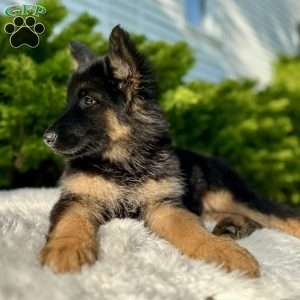 Nova, German Shepherd Puppy