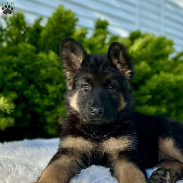Nova, German Shepherd Puppy