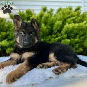 Nova, German Shepherd Puppy