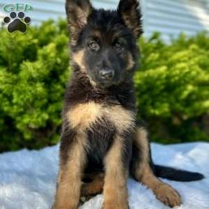 Nova, German Shepherd Puppy