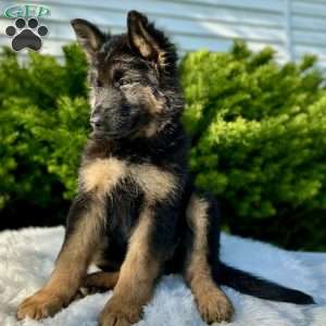 Nova, German Shepherd Puppy