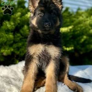 Nova, German Shepherd Puppy