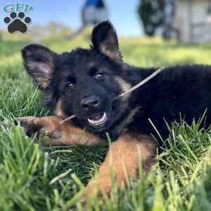 Nova, German Shepherd Puppy