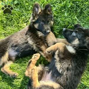 Nova, German Shepherd Puppy