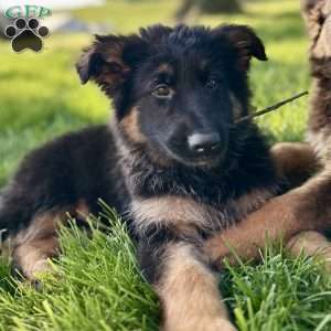 Nikita, German Shepherd Puppy