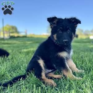 Nikita, German Shepherd Puppy