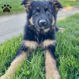 Nikita, German Shepherd Puppy