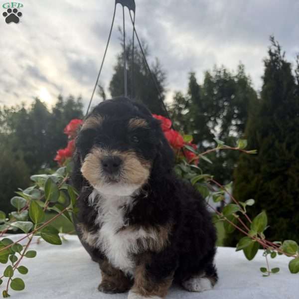 Lucky, Mini Bernedoodle Puppy
