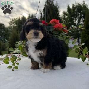 Lucky, Mini Bernedoodle Puppy