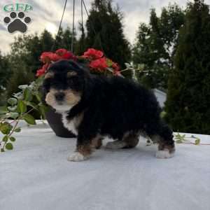 Lucky, Mini Bernedoodle Puppy