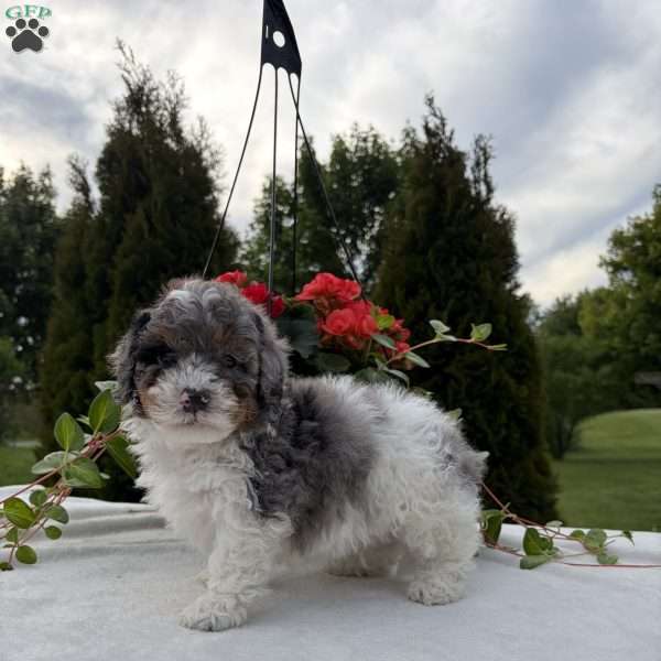Logan, Mini Bernedoodle Puppy