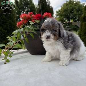 Logan, Mini Bernedoodle Puppy