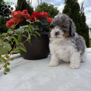 Logan, Mini Bernedoodle Puppy