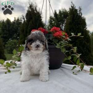 Logan, Mini Bernedoodle Puppy