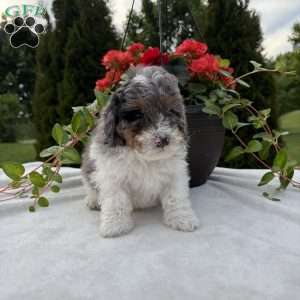 Logan, Mini Bernedoodle Puppy