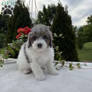 Lance, Mini Bernedoodle Puppy
