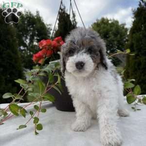 Lance, Mini Bernedoodle Puppy