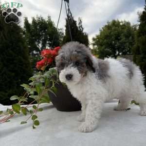 Lance, Mini Bernedoodle Puppy