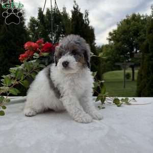 Lance, Mini Bernedoodle Puppy