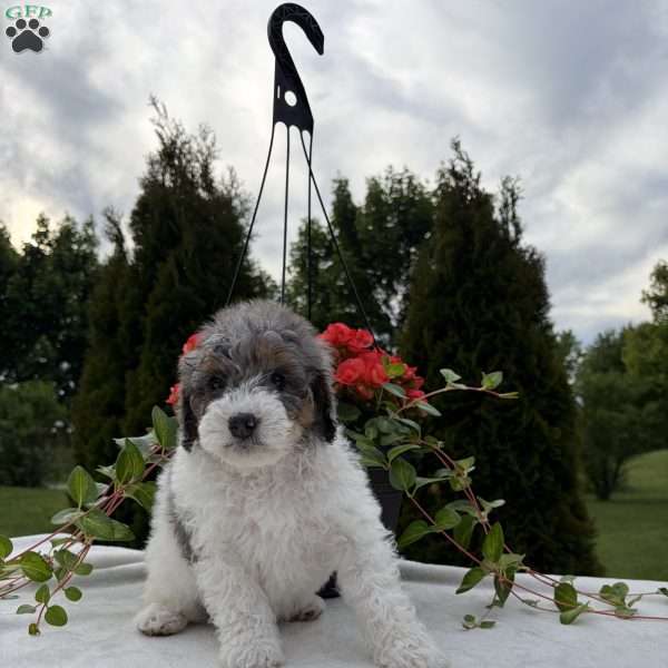 Lance, Mini Bernedoodle Puppy