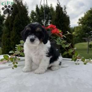 Linclon, Mini Bernedoodle Puppy