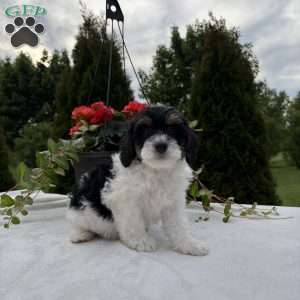 Linclon, Mini Bernedoodle Puppy