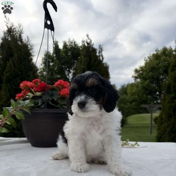 Linclon, Mini Bernedoodle Puppy