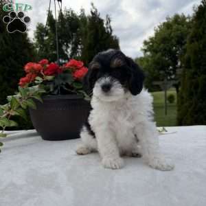 Linclon, Mini Bernedoodle Puppy