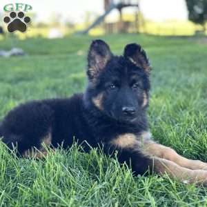 Nova, German Shepherd Puppy