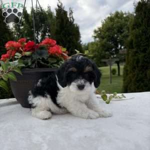 Linclon, Mini Bernedoodle Puppy