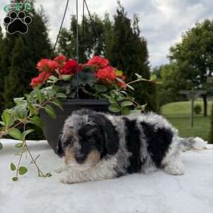 Larry, Mini Bernedoodle Puppy