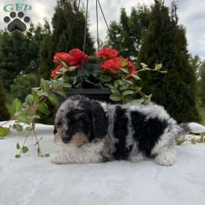 Larry, Mini Bernedoodle Puppy