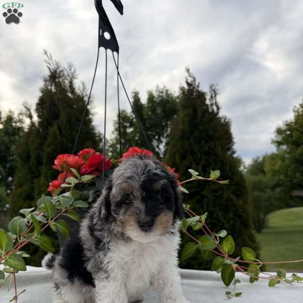 Larry, Mini Bernedoodle Puppy