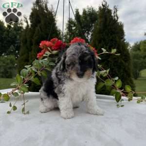 Larry, Mini Bernedoodle Puppy