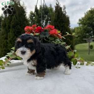 Lacy, Mini Bernedoodle Puppy