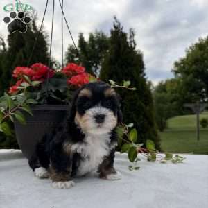 Lacy, Mini Bernedoodle Puppy