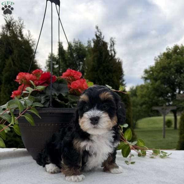 Lacy, Mini Bernedoodle Puppy