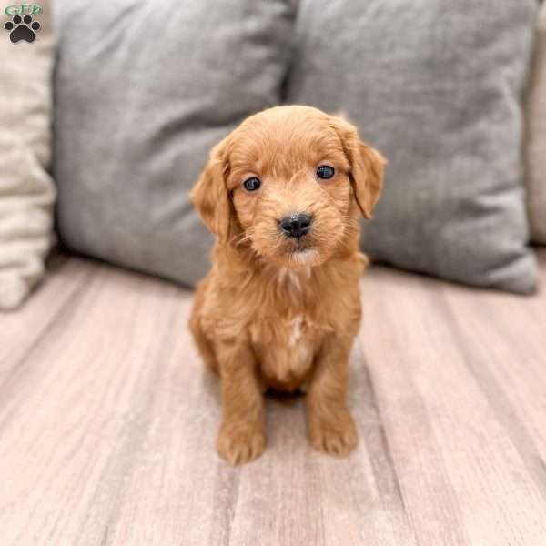 Chief, Mini Goldendoodle Puppy