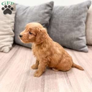Chief, Mini Goldendoodle Puppy