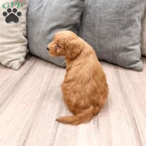 Chief, Mini Goldendoodle Puppy