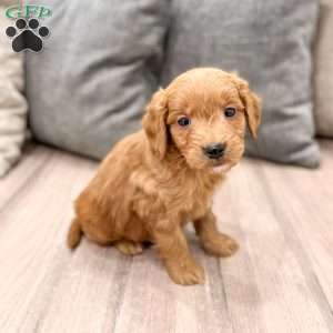 Chief, Mini Goldendoodle Puppy