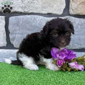 Raven, Havanese Puppy
