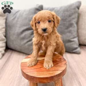 Chief, Mini Goldendoodle Puppy