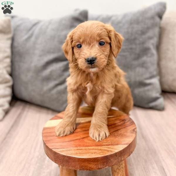 Chief, Mini Goldendoodle Puppy